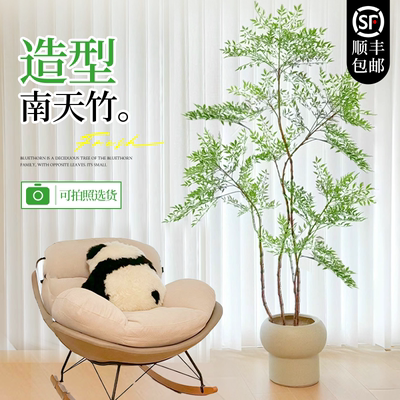 南天竹盆栽客厅真树绿植室内大型老桩树苗办公室火焰落地造景植物