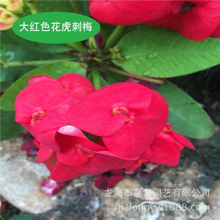 厂家直销 大红色花虎刺梅 红色花大型地被景观工程植物 沙生植物