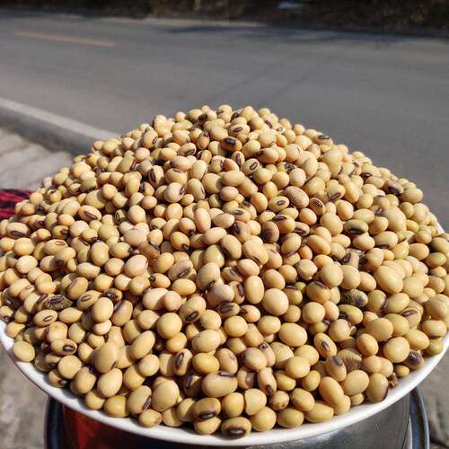四川农家自种土黄豆老品种五谷杂粮圆豆大豆 豆浆豆腐豆花5斤包邮