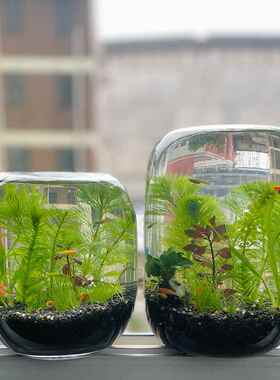 生命之树微景观玻璃瓶苔藓多肉植物绿植造景桌面创意摆件花瓶