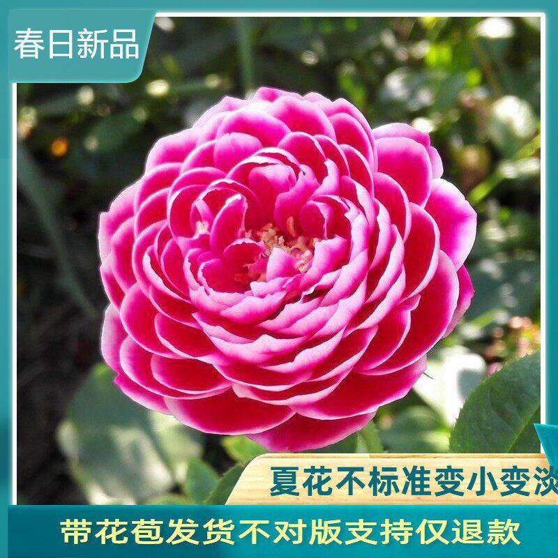 灌木盆栽切花月季花苗 日本玛丽玫瑰 带花苞勤花月季四季开 花不