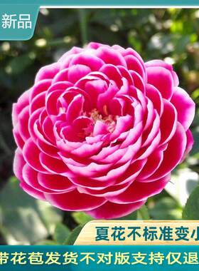 灌木盆栽切花月季花苗 日本玛丽玫瑰 带花苞勤花月季四季开 花不