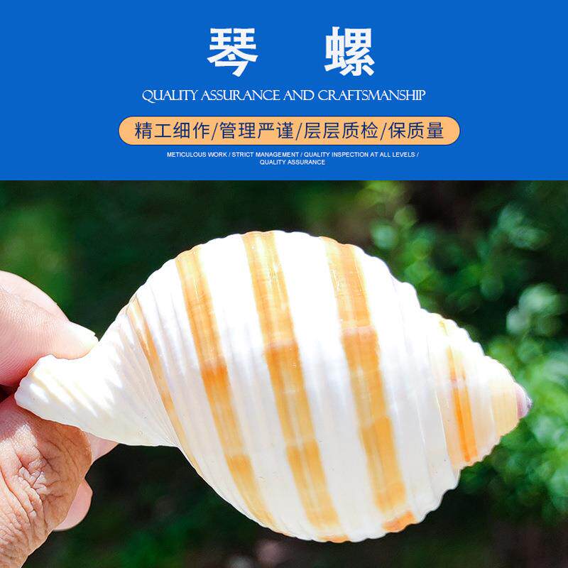 特价海螺贝壳琴螺寄居蟹壳卷贝鱼大摆件拍摄道具多肉植物小花盆定