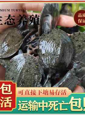 冷水生态甲鱼苗一元一只外塘养殖中华鳖王八团鱼水鱼苗小甲鱼苗