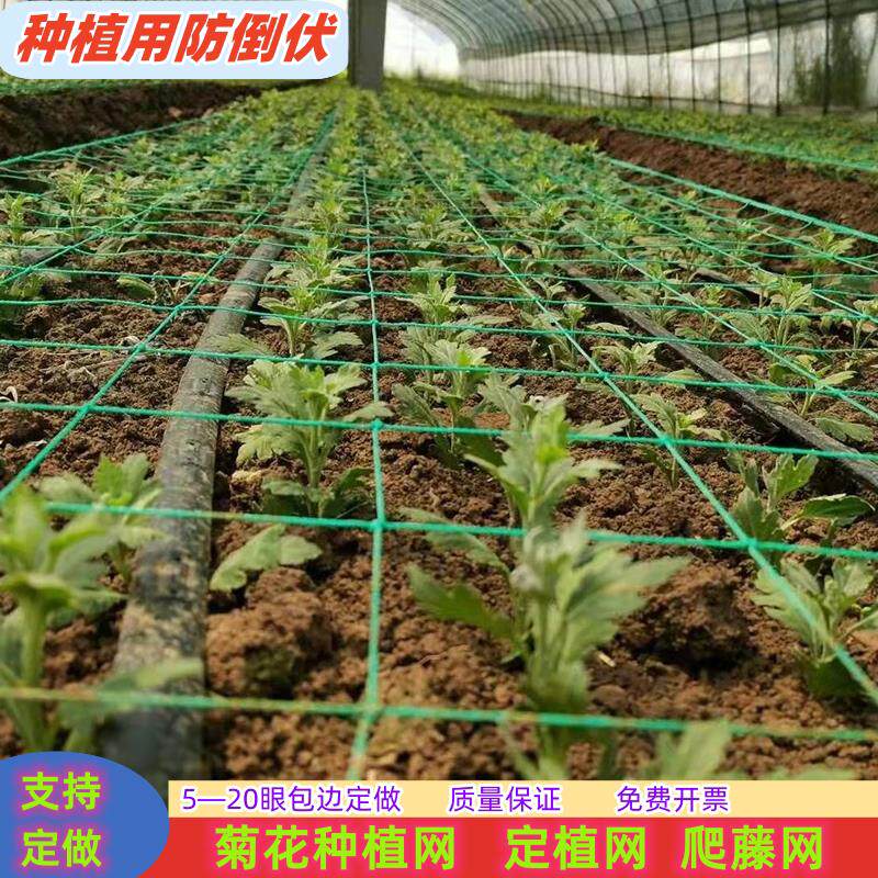 种植方格网定植葱菊花韭菜蒜黄芹菜石斛康乃馨防倒网植物爬藤网