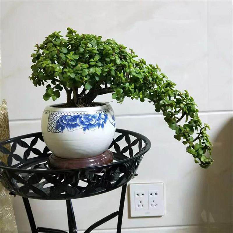 多肉植物金枝玉叶老桩盆景大象鼻款雅乐之舞老桩阳光盆栽净化空气