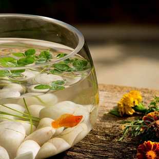 透明玻璃花瓶铜钱草水培植物花盆大码 绿萝玻璃器皿客厅圆形鱼缸