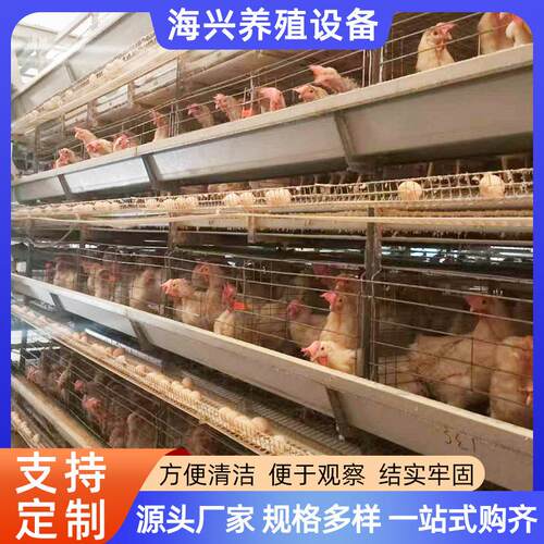 大层叠式蛋鸡笼自动化蛋鸡养殖设备小层叠鸡笼加粗加密养鸡场鸡笼