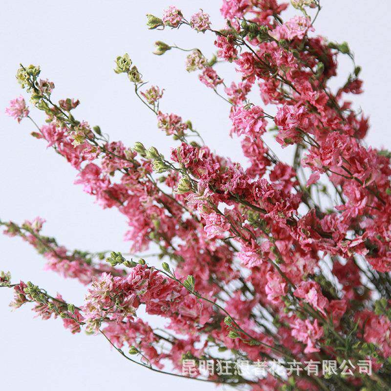 千鸟飞燕干花源头工厂干花戛纳飞燕草花束手工DIY花材