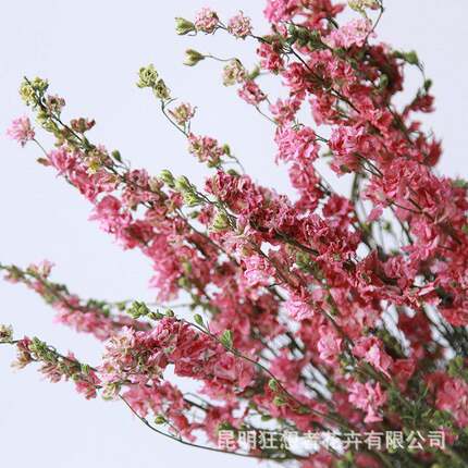 千鸟飞燕干花源头工厂干花戛纳飞燕草花束手工DIY花材