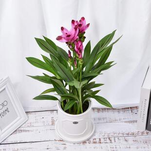 姜荷花盆栽四季开花室内阳台办公桌庭院花卉带花苞发货好养易活