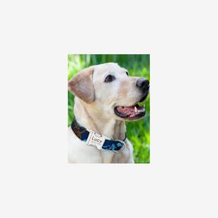 Dog Cat Collars Adjustable Puppy Tag Pet Collar Nameplate