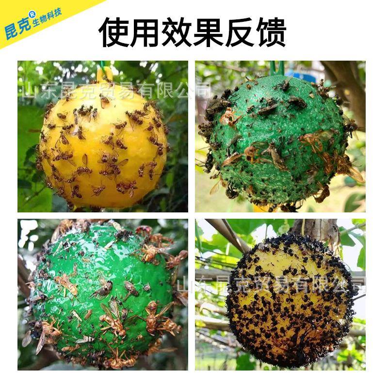 瓜果园诱蝇球粘苍蝇球柑橘大小实蝇诱捕器飞虫球柑橘果食蝇引诱球