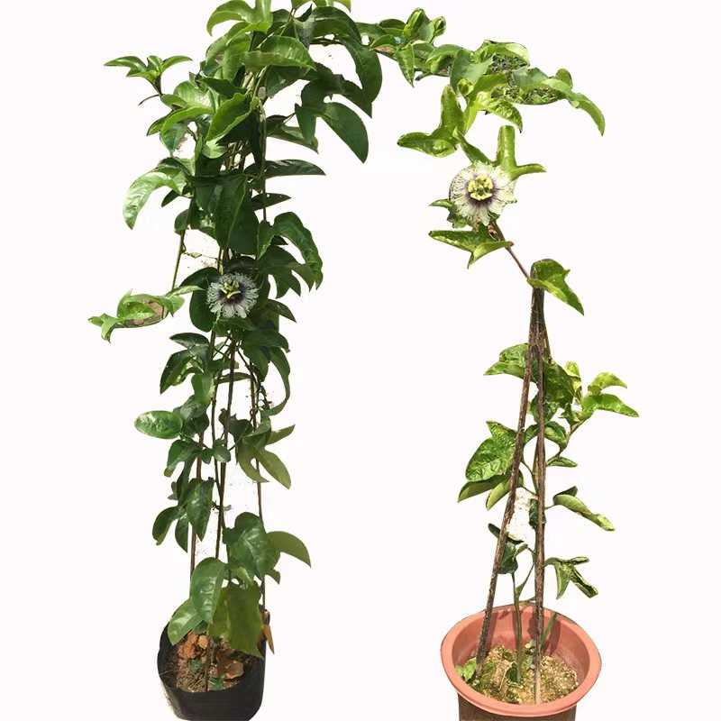 百香果树果苗带果发货爬藤植物盆栽庭院四季结果鸡蛋果苗紫香果树图片