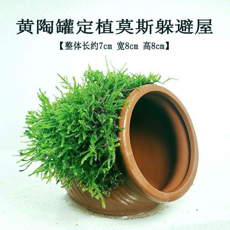 大叶榕紫砂花瓶躲避屋鱼缸造景莫斯水草金钱榕懒人增氧摆件鱼虾窝