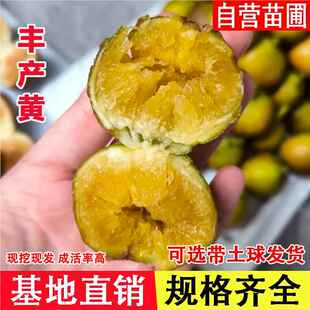 丰产黄无花果树苗特大糖心无花果苗耐寒南方北方种当年结果果树苗