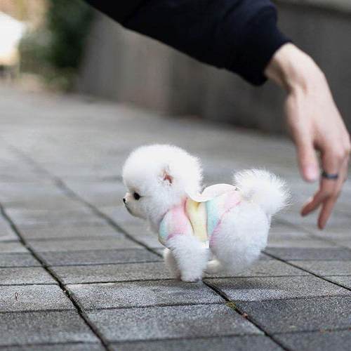 博美幼犬小狗家养小型犬黄色茶杯犬宠物狗萌宠狗白色幼崽长不大狗