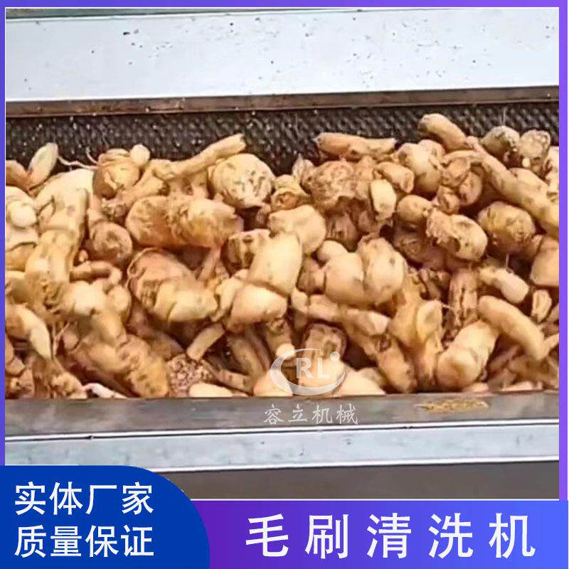 毛刷式白芨三七清洗机辊刷式天冬清洗去泥机商用中药材清洗机