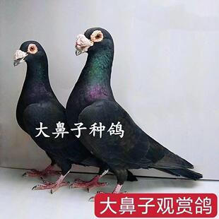 黑色鼻子种鸽农家黑平头观赏鸽子大鼻子观赏鸽幼鸽精品白大鼻子