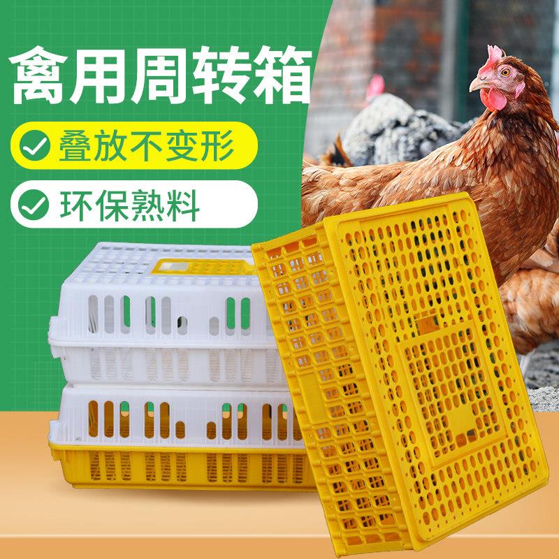 鸡笼塑料周转箱成鸡鸭鹅运输筐加厚大码鸡笼鸡鸭鹅鸽笼周转运输笼