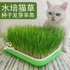 猫草种植套装狗草种子托盘无土栽种麦草水培盘催吐化毛球猫咪零食