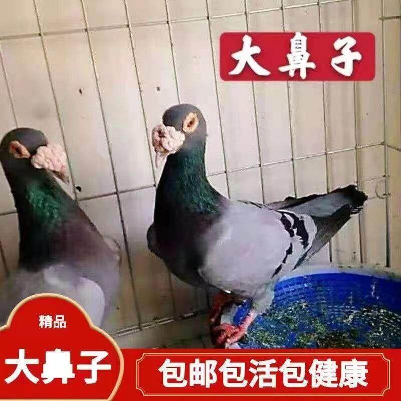 宠物大鼻子观赏鸽开花大鼻子鸽子白大鼻子紫大鼻子黑大鼻子瓦灰大