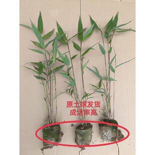 高密度实心竹子苗北方耐寒紫竹小苗玉竹苗文玩竹黑竹子盆栽招财的