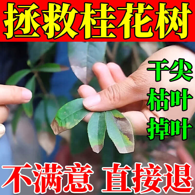 桂花树枯叶干尖枯叶病黄叶焦叶肥料专用肥药营养液黄尖药叶子焦尖