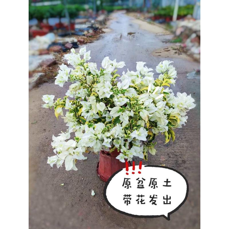 三角梅带花盆栽绿樱重瓣老桩大苗红樱安格斯庭院爬藤植物四季开花