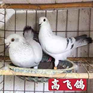 精品【高飞鸽】鸽子活体包邮活物公母一对种鸽幼鸽白瓦班眉山