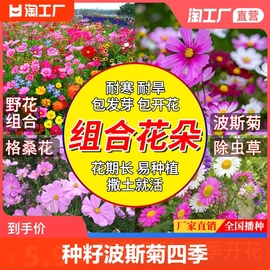 野花组合花种籽子格桑花种子，四季开花除虫菊，太阳花种孑驱蚊重瓣