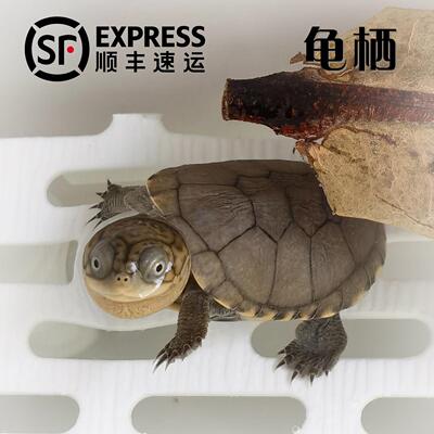 西非侧颈龟沼泽龟苗仰泳龟网红仰泳活体小乌龟宠物龟活物猪鼻热带