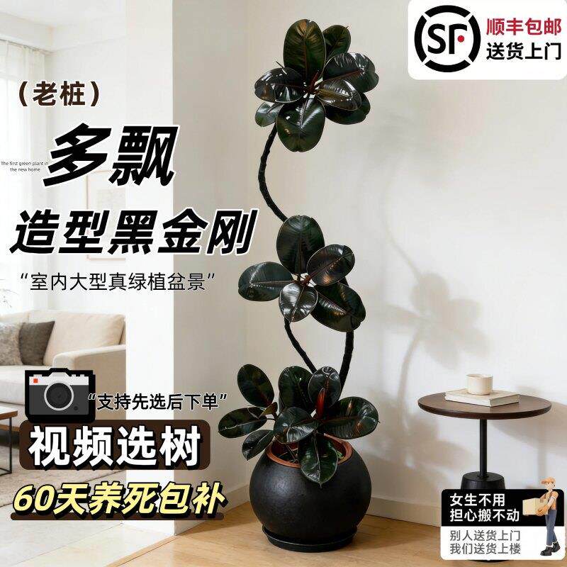 黑金刚橡皮树真树老桩造型办公室客厅大型盆栽落地高级感净化空气
