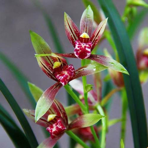 【团购】喜花里【小国魂】四季建兰开花浓香好养室内绿植花卉盆栽