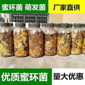 天麻枝条密环猪苓蜜环天麻萌发新鲜天麻0代种天麻硕果