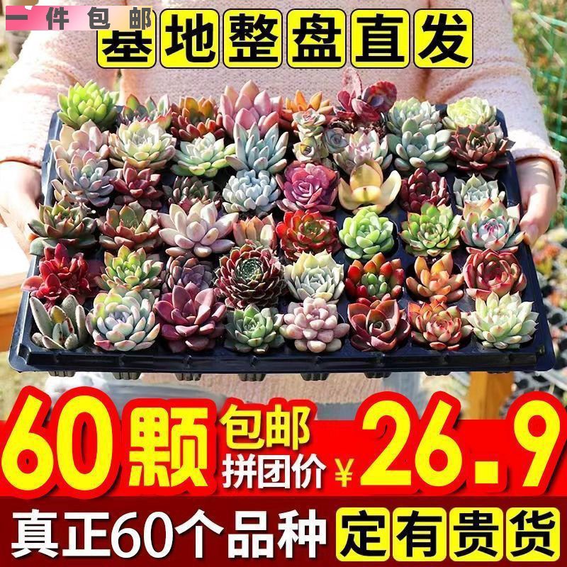 现货速发【包邮】多肉植物 小盆栽直供 豪华套装多肉组合桃蛋玉露