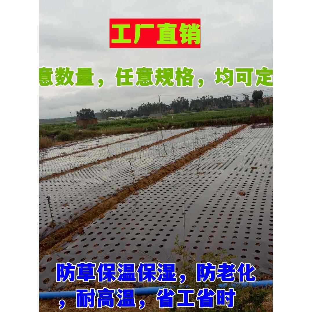 打孔地膜农用有孔塑料薄膜黑色除草保温蔬菜树苗种菜种植白银黑膜