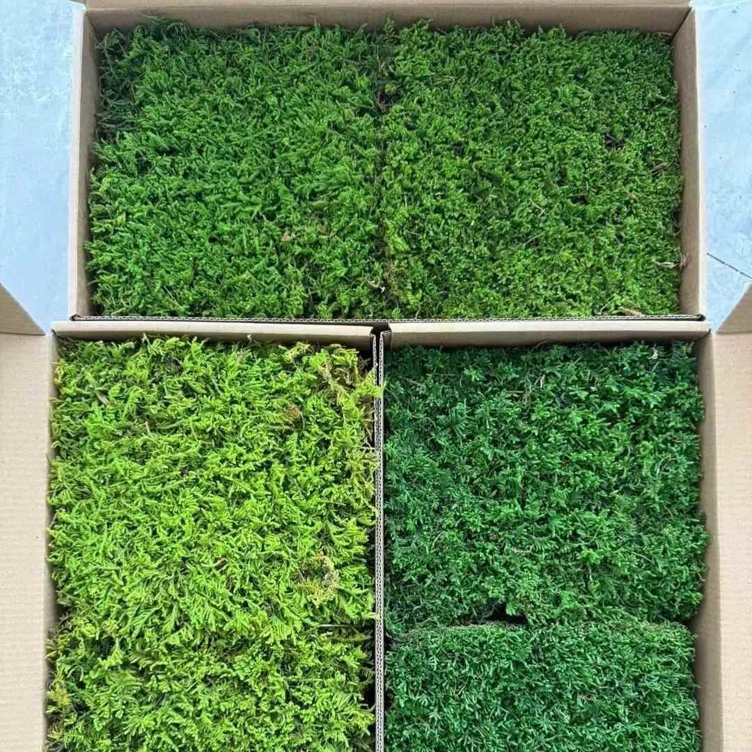 天然永生苔藓室内装饰商装家装别墅民宿饰品装饰软装造景地面墙面