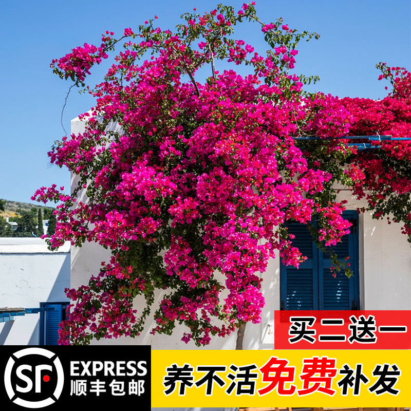 精品三角梅盆栽花苗浓香花卉绿植物带花重瓣绿樱马斯老桩多色可选