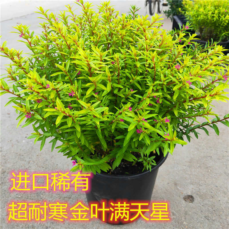进口金叶紫花满天星盆栽庭院阳台四季绿植稀有品种耐寒好养活包邮
