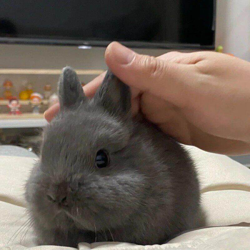 侏儒烟灰兔子活物迷你凤眼小型茶杯兔长不大儿童宠物荷兰兔子活体