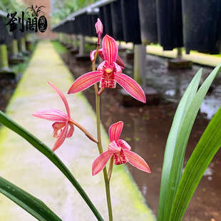 刘阁兰花苗 满堂红 夏带花苞建兰八大红花名贵兰室内阳台绿植盆栽