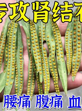 金钱肾结GAT排克茶石石药化石草鸡内金草排颗粒石专用化石星非药