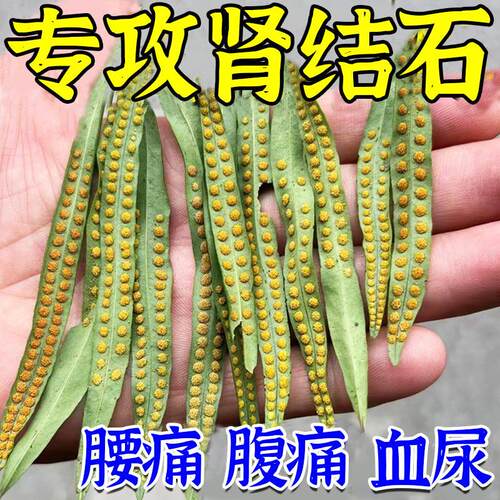 金钱NIE草肾结石排颗茶石药石草鸡内排金粒石化专用化石克星非药
