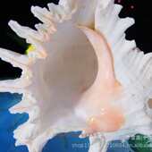 23厘米超大千手螺 家居装 麒麟螺 地中海风格 饰 天然贝壳