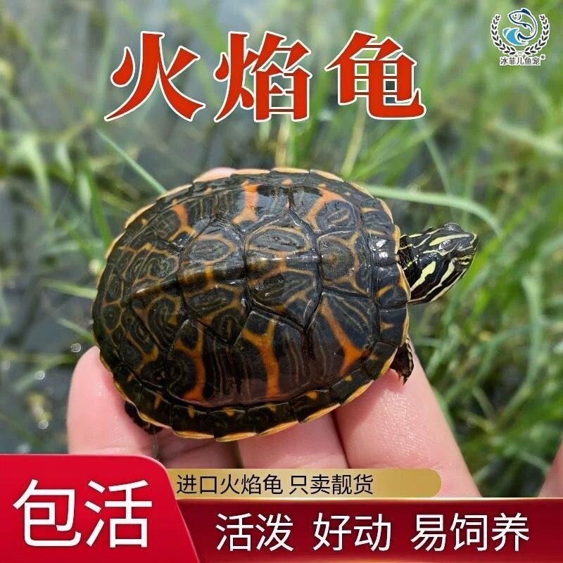 纯种火焰龟深水龟鱼缸混养小乌龟活物红腹龟苗外塘冷水观赏宠物龟