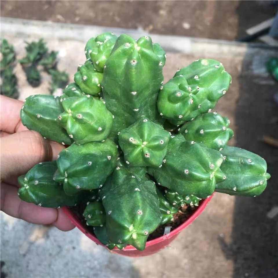 多肉植物桃太郎无刺群生多头仙人球室内美观易养会开花绿植盆森升,鲜花速递/花卉仿真/绿植园艺,多肉植物,淘宝优惠券,粉丝福利购,淘宝优惠卷