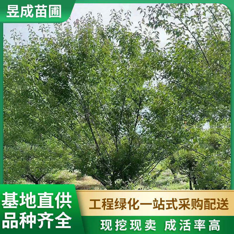 红梅湖南供应耐寒园林工程庭院绿化植物地径15-20公分红梅树