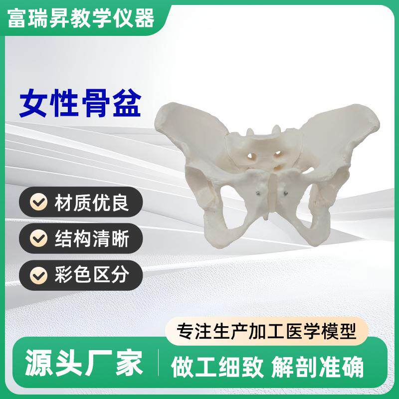 女性骨盆教学模型盆骨分娩助产教学模型妇产科自然骨骼结构模型