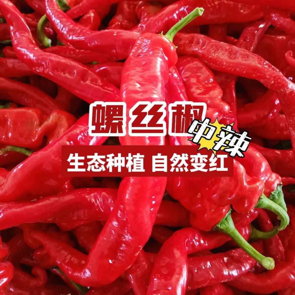 新鲜红色辣椒螺丝椒香辣龙椒现摘现发辣酱原料农家肥种植大红海椒